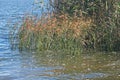 PAPYRUS AND REEDS IN DAM WATER