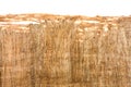 Papyrus texture