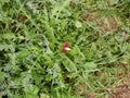 Red poppy blossoming in sprin. green grass background. Sunny day. It`s spring. March.