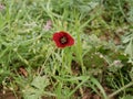 Red poppy blossoming in sprin. green grass background. Sunny day. It`s spring. March.