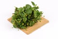 Para cress, Toothache Plant, Toothache plant, Brazil cress Toothache plant, Pellitory, Spot flower.