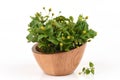 Para cress, Toothache Plant, Toothache plant, Brazil cress Toothache plant, Pellitory, Spot flower.