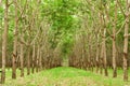 Para rubber tree gerdenning in Thailand Royalty Free Stock Photo