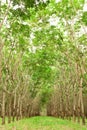 Para rubber tree gerdenning in Thailand