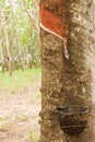 Para rubber tree gerdenning in Thailand Royalty Free Stock Photo