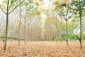Para rubber woods Royalty Free Stock Photo
