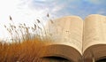 The parable of jesus wheat and weeds Royalty Free Stock Photo