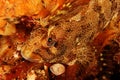 Parablennius gattorugine - Tompot blenny Royalty Free Stock Photo