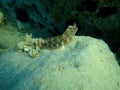 Parablennius gattorugine, tompot blenny. Royalty Free Stock Photo