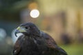 Parabuteo unicinctus Harris& x27;s buzzard portrait Royalty Free Stock Photo