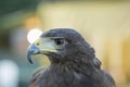 Parabuteo unicinctus Harris& x27;s buzzard portrait Royalty Free Stock Photo