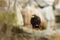 Parabuteo unicinctus. A medium-sized predatory bird of the Harrier family, ranging from the southwestern United States Royalty Free Stock Photo