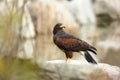 Parabuteo unicinctus. A medium-sized predatory bird of the Harrier family, ranging from the southwestern United States Royalty Free Stock Photo