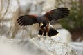 Parabuteo unicinctus. A medium-sized predatory bird of the Harrier family, ranging from the southwestern United States Royalty Free Stock Photo