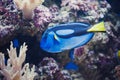 Paracanthurus Hepatus Royalty Free Stock Photo