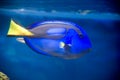 Paracanthurus hepatus Royalty Free Stock Photo