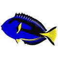 Paracanthurus hepatus blue tang doctor fish, surgeonfish flag tail surgeonfish graphic illustrations Pallet surgeonfish