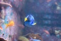 Blue tang fish also known as Paracanthurus hepatus is a species of Indo-Pacific surgeonfish, swimming in fish tank aquarium Royalty Free Stock Photo