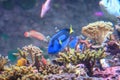 Blue tang fish also known as Paracanthurus hepatus is a species of Indo-Pacific surgeonfish, swimming in fish tank aquarium Royalty Free Stock Photo