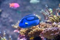 Blue tang fish also known as Paracanthurus hepatus is a species of Indo-Pacific surgeonfish, swimming in fish tank aquarium Royalty Free Stock Photo