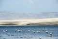 Paracas Bay in Peru, picturesque flamingos eating on its Pacific Ocean beaches