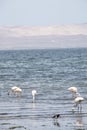 Paracas Bay in Peru, picturesque flamingos eating on its Pacific Ocean beaches