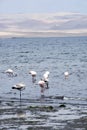 Paracas Bay in Peru, picturesque flamingos eating on its Pacific Ocean beaches