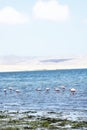 Paracas Bay in Peru, picturesque flamingos eating on its Pacific Ocean beaches