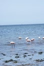 Paracas Bay in Peru, picturesque flamingos eating on its Pacific Ocean beaches