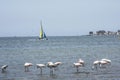 Paracas Bay in Peru, picturesque flamingos eating on its Pacific Ocean beaches