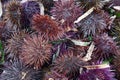 a species of sea urchin, purple sea urchin Royalty Free Stock Photo
