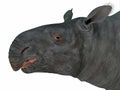 Paraceratherium Mammal Head Royalty Free Stock Photo