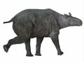 Paraceratherium Mammal Tail