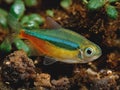 Paracheirodon innesi also known as neon tetra Royalty Free Stock Photo