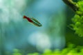 Paracheirodon innesi Aquarium fish Royalty Free Stock Photo