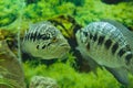 Parachromis managuensis Royalty Free Stock Photo