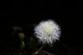 Parachute ball of dandelion on black background Royalty Free Stock Photo