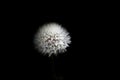 Parachute ball of dandelion on black background Royalty Free Stock Photo