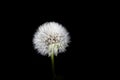 Parachute ball of dandelion on black background Royalty Free Stock Photo