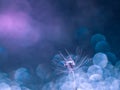 The parachute of a dandelion with dew drop. Macrophotograph. The air side.