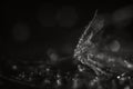 Parachute dandelion drops on a dark background