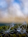 The parachute of the dandelion drops dew water drop, blue background, place for insertion. Royalty Free Stock Photo