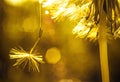 The parachute of the dandelion in the setting sun