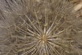 Parachutes, Urospermum picroides, Prickly Goldenfleece Royalty Free Stock Photo