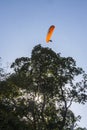 Parachutist or paraglider flies lightly up in the blue sky above the tall trees. Royalty Free Stock Photo