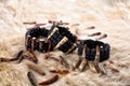 Paracord Bracelet With antler