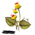 Paracress cute bicolor flowersAcmella oleracea. Digital art illustration of herb seasoning with yellow flowers Royalty Free Stock Photo