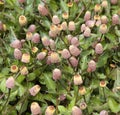 Paracress, Spilanthes oleracea, blossom