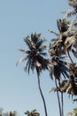 Coconut palm tree on blue sky background. paracuru