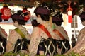 Parade of flowery Geisha girls, Kyoto Japan. Royalty Free Stock Photo